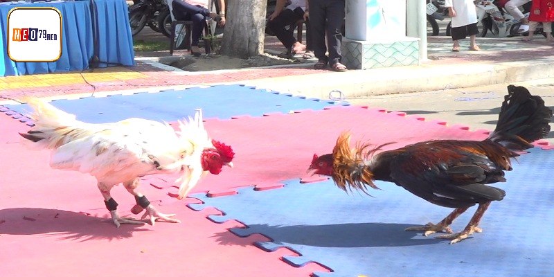 Kinh nghiệm chiến đá gà bao thắng