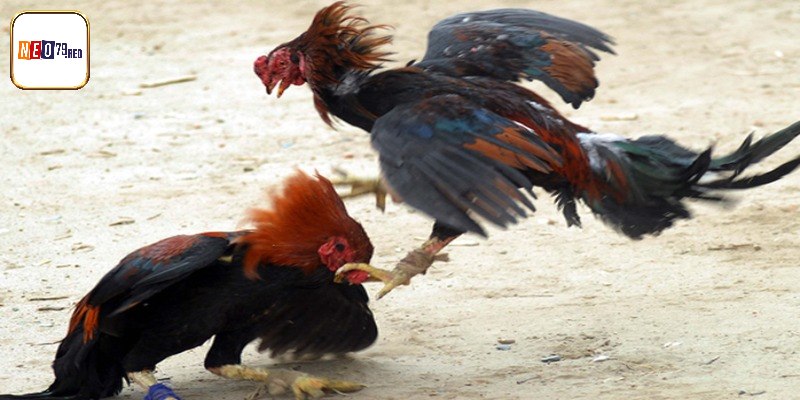Bật mí kinh nghiệm chơi hay để chọn được chiến kê thắng