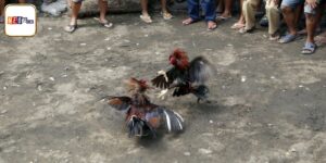 Đá Gà Mỹ Là Gì - Giới Thiệu Vài Kèo Chọi Hấp Dẫn Tại Neo79