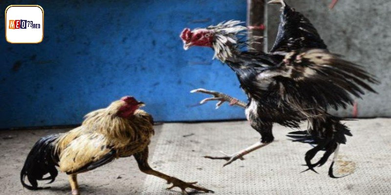 Dấu hiệu nhận biết một số thế đá gà phổ biến