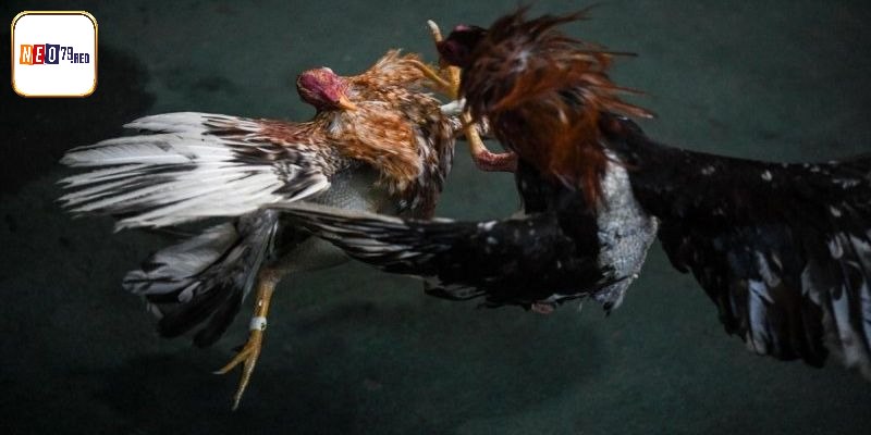 Giải thích định nghĩa chuẩn của chọi gà Mỹ