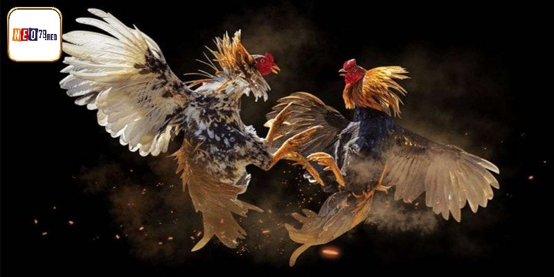 Giới thiệu sơ lược về đá gà cựa dao Mỹ