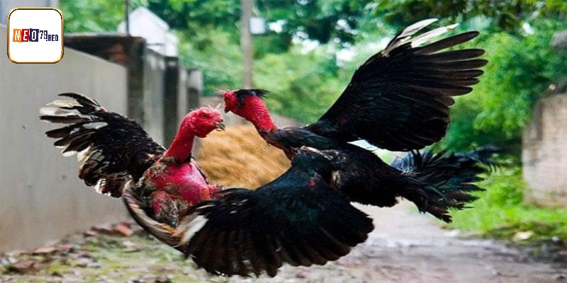 Luật chơi và tỷ lệ thưởng hấp dẫn trong game gà chiến