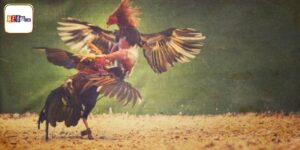 Nuôi Gà Đá Thomo - Bí Kíp Chăm Chiến Kê Vô Địch Tại Neo79